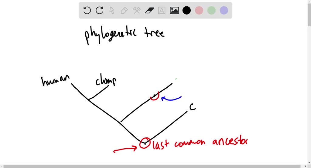 SOLVED: The Phylogenetic Tree Illustrates The Relationship Between ...