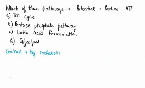which-of-these-pathways-gives-a-cell-the-potential-to-produce-the-most-atp-a-tca-cycle-b-pentose-pho-76567
