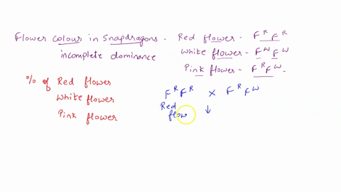 the-gene-for-flower-color-in-snapdragons-displays-incomplete-dominance-snapdragons-homozygous-for-the-allele-for-red-flower-color-have-the-genotype-frfr-and-have-red-flowers-snapdragons-homo-19505