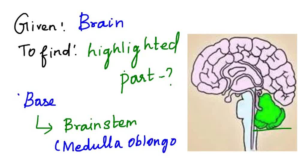 SOLVED: 'What part of the brain is highlighted in the diagram below ...