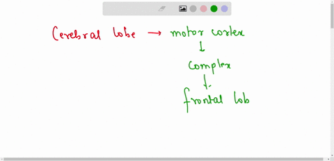 what-cerebral-lobe-is-the-location-of-the-motor-cortex-and-where-complex-reasoning-occurs-temporal-parietal-frontal-occipital-26954