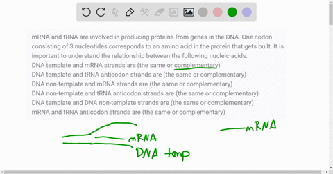 mrna-and-trna-are-involved-in-producing-proteins-from-genes-in-the-dna-one-codon-consisting-of-3-nucleotides-corresponds-to-an-amino-acid-in-the-protein-that-gets-built-it-is-important-to-un-61076