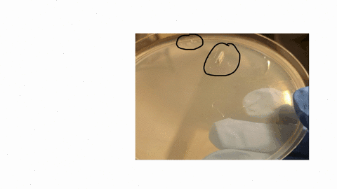 following-the-culture-of-your-plates-how-did-they-look-did-they-grow-did-you-have-contaminants-or-was-it-one-bacteria-properly-isolated-how-do-you-know