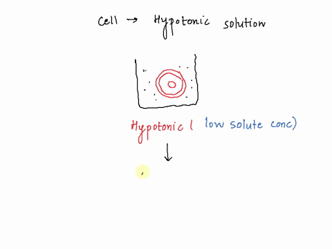 imagine-a-cell-with-a-semipermeable-membrane-that-is-impermeable-to-the-solute-diagram-this-cell-when-it-is-initially-hypotonic-to-its-environment-what-happens-to-the-movement-of-solute-unde-15421