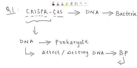 how-does-the-crispr-cas-system-protect-bacteria-against-viruses-select-one-it-was-developed-for-research-purposes-but-was-found-to-be-effective-in-protecting-bacteria-against-viruses_-b-it-i-48934