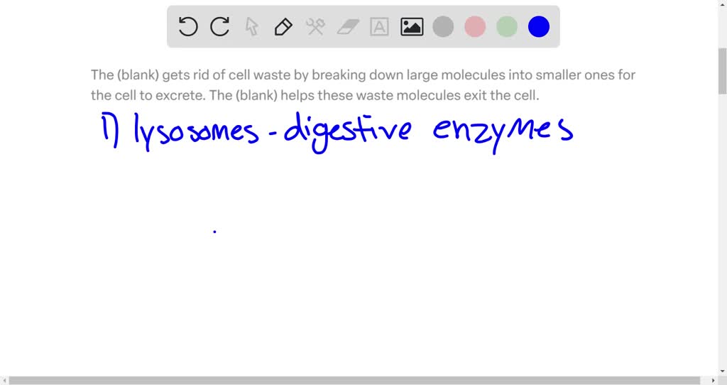 solved-the-blank-gets-rid-of-cell-waste-by-breaking-down-large-molecules-into-smaller-ones