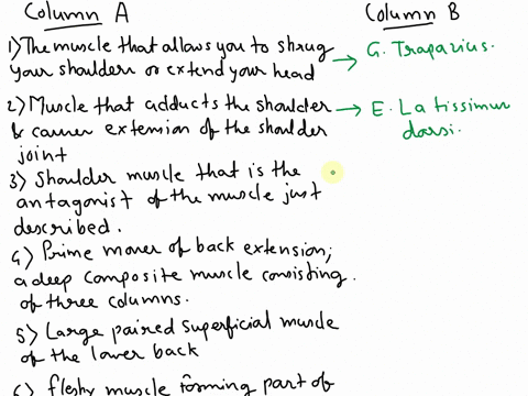 21identify-the-posterior-trunk-muscies-described-in-column-a-by-choosing-a-response-from-column-benter-the-correct-letter-in-the-answer-blank-select-a-different-color-for-each-muscle-descrip-14238