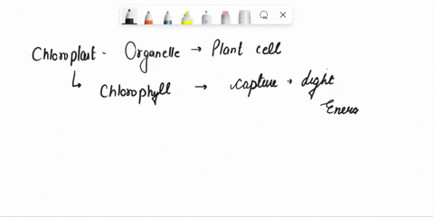 the-internal-membranes-within-the-chloroplast-are-organized-into-flattened-sacs-called-17293
