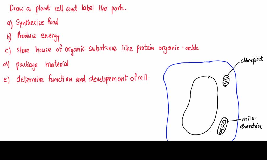 SOLVED Draw a cell and labell the following parts cell wall, cell