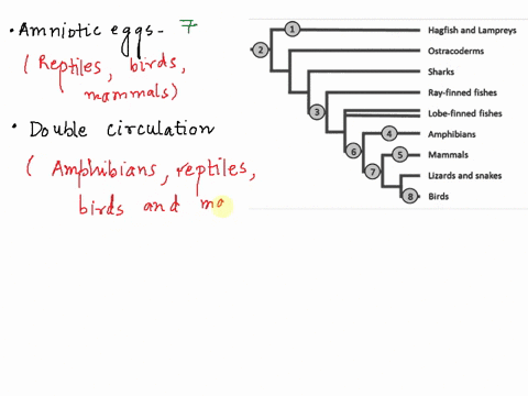 consider-the-phylogenetic-tree-of-some-of-the-metazoan-phyla-weve-seen-in-part-3-of-this-course-below-for-each-of-the-eight-numbered-branches-match-the-correct-trait-that-was-likely-gained-a-95755