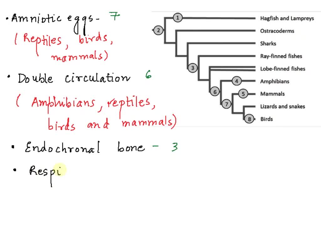 SOLVED: Bio 322 Systematics Problem Set Vertebrate phylogenetic tree