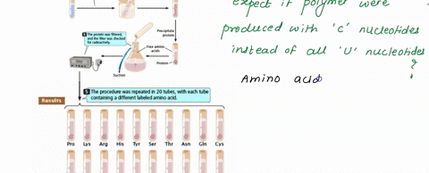 experiment-question-what-amino-acids-are-specifled-by-codons-composed-of-only-one-type-of-base-methods-u_m-dp-polynucleotide-phosphorylase-uracil-nucleotides-uuuuuuuuuuuuuuuuuu-polyu-homopol-37285