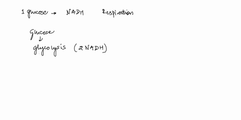 each-glucose-molecule-yields-nadh-molecules-through-cellular-respiration-a-1-b-4-c-2-d-5-e-6-80712
