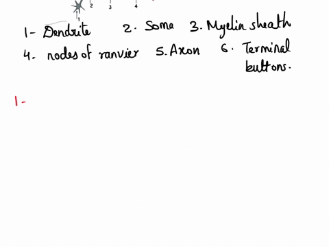 muscle-contraction-worksheet-muscles-will-contract-in-response-to-message-from-motor-neuron-nerve-cell-label-the-drawing-with-the-correct-parts-of-the-neuron-soma-axon-dendrite-terminal-bout-66277