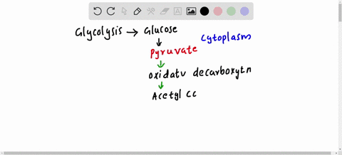 which-process-does-not-occur-within-mitochondrion-in-eukaryotic-cell-select-one-citric-acid-cycle-b-pyruvate-processing-glycolysis-electron-transport-and-oxidative-phosphorylation-54422