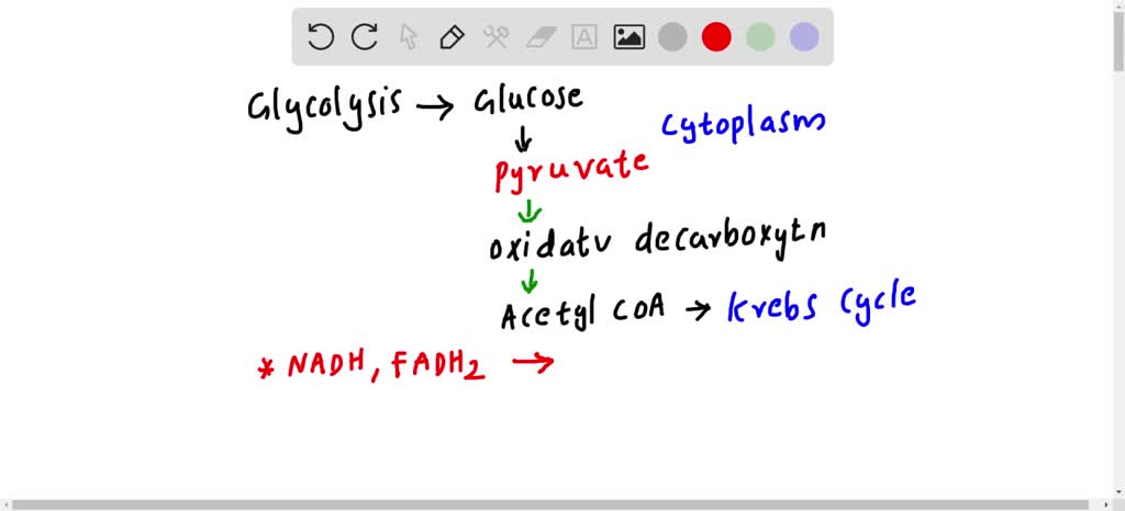 Which Of The Following Does Not Occur In The Mitochondria SOLVED: Which process does not occur within mitochondrion in eukaryotic