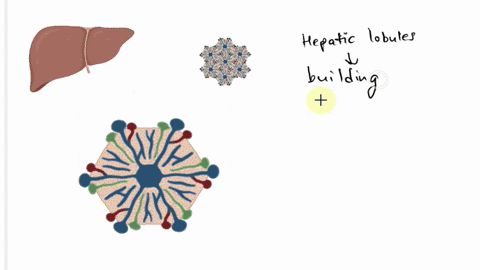 describe-the-structure-of-the-liver-describe-in-detail-the-gross-and-ultrastructure-of-the-liver-you-should-include-diagramsimages-to-illustrate-your-answer-95648
