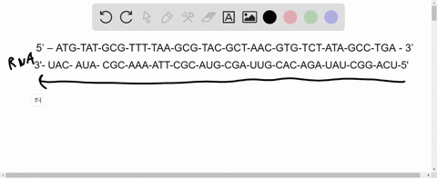 An originai dna sequence mntatcd dna sequence and codon...