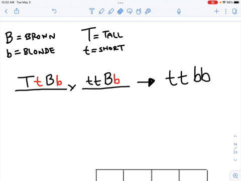 in-a-dihybrid-cross-two-characteristic-are-examined-simultaneously-and-this-question-we-will-be-looking-at-hair-color-and-height-once-again-brown-hairb-is-dominant-to-blonde-b-tallt-is-domin-02982