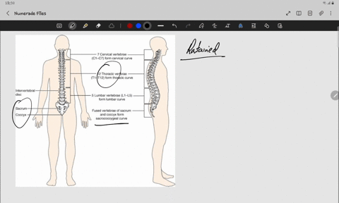 two-primary-curves-of-the-spine-that-we-are-all-born-with-a-thoracic-and-sacrococcygeal-b-thoracic-and-lumbar-c-thoracic-and-cervical-d-cervical-and-lumbar