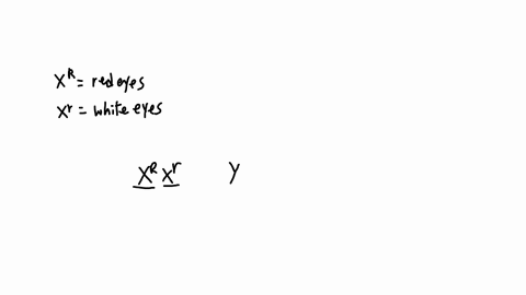 in-the-fruit-fly-drosophila-melanogaster-eye-color-is-influenced-by_-an-x-ilnked-egtuc-also-females-are-xx-and-males-are-xy-for-sex-chromosomes-the-alleles-work-as-follows-lor-ee-vaterlialt-68089
