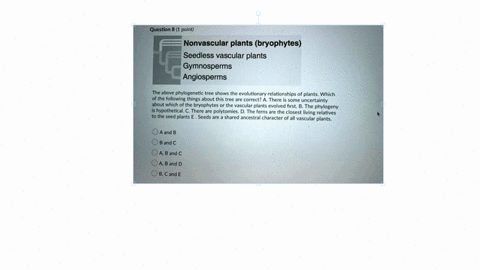 question-8-1-point-nonvascular-plants-bryophytes-seedless-vascular-plants-gymnosperms-angiosperms-the-above-phylogenetic-tree-shows-the-evolutionary-relationships-of-plants-which-of-the-foll-71786