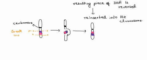 inversions-are-chromosomal-mutations-that-multiple-choice-always-result-in-a-syndrome-neither-increase-nor-decrease-the-amount-of-genetic-material-in-the-cell-rarely-cause-deletions-or-dupli-78315