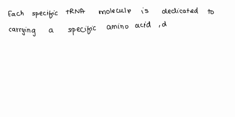 1-which-of-the-following-is-not-true-of-trna-molecules-a-the-3-terminal-sequence-is-cca-b-their-anticodons-are-complementary-to-the-triplet-codon-in-the-mrna-c-they-contain-more-than-four-di-43209