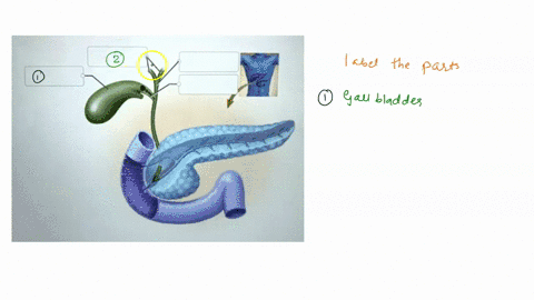 correctly-label-the-following-parts-of-the-gallbladder-and-bile-passages-minor-duodenal-papilla-common-hepalic-duct-gallbladdor-hepalic-ducts-cystic-duct-bile-duct-resat-zoom-prev-22-of-50-n-99764