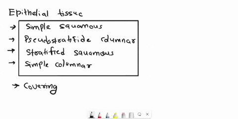place-the-following-names-of-tissues-in-the-appropriate-tissue-category-epithelial-tissue-connective-tissue-areolar-simple-squamous-cardiac-muscle-compact-bone-nervous-adipose-stratified-squ-02542