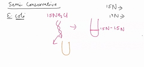dna-replication-is-considered-semi-conservative-because-gach-strand-of-the-daughter-dna-double-hclix-consists-of-mix-of-parent-dna-and-newly-synthesized-dna-all-new-dna-strands-must-be-copie-43164
