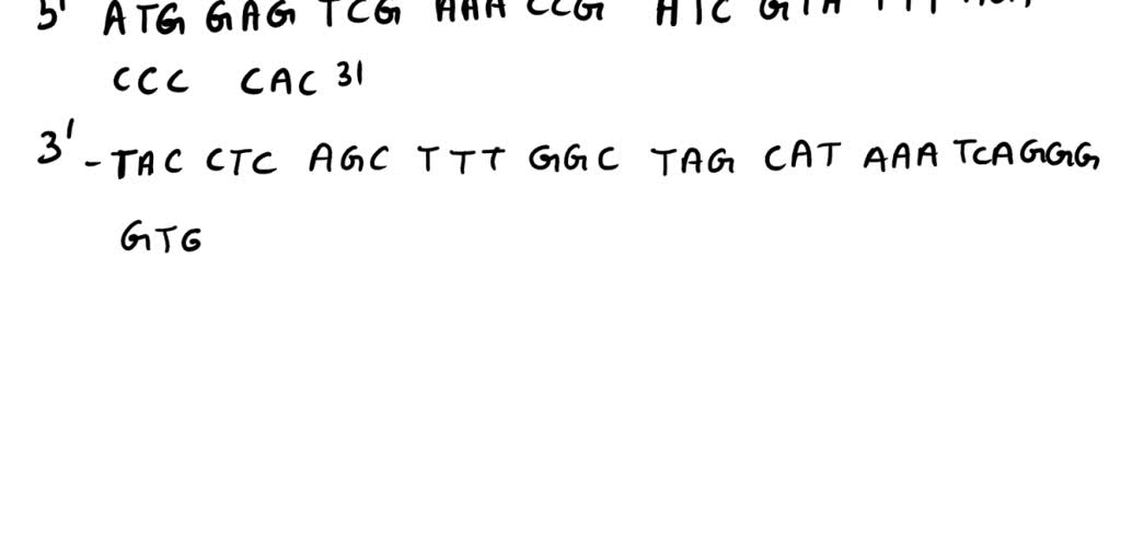 SOLVED: IRNA maKe mature mRNA' After contact with antigen the cell ...