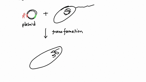 what-is-the-advantage-of-having-a-selection-marker-on-a-plasmid