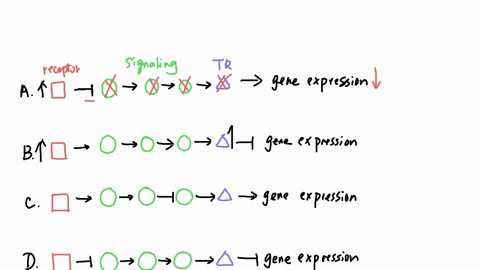 many-intracellular-signaling-proteins-act-as-switches-that-toggle-from-an-inactive-to-an-active-stateonce-activatedthese-signaling-proteins-can-stimulate-or-in-some-cases-inhibit-other-prote-38743