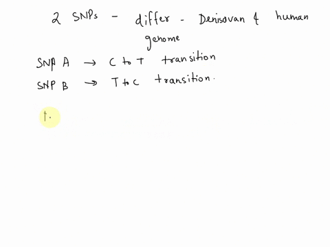 you-examine-two-snps-that-differ-between-the-denisovan-genome-and-all-h-sapiens-genomes-for-snp-a-there-is-a-c-to-t-transition-going-from-human-to-denisovan-for-snp-b-there-is-a-t-to-c-trans-30762