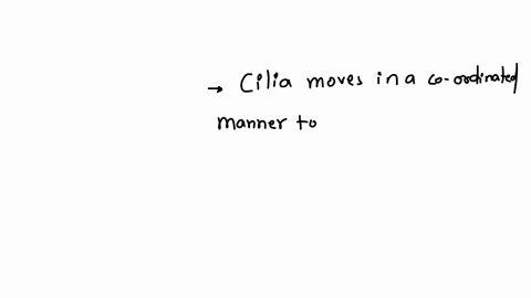 what-is-the-main-function-of-cilia-in-pseudostratified-ciliated-columnar-epithelial-cells-in-the-respiratory-tract-a-to-secrete-mucus-b-to-filter-particles-from-the-air-c-to-provide-a-physical-barrier