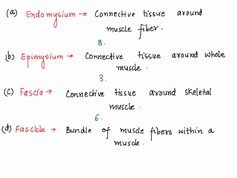 analyze-the-relationships-between-the-anatomical-structures-and-physiological-functions-of-the-muscular-system-by-matching-the-terms-in-column-a-with-the-definitions-in-column-b-place-the-le-44076