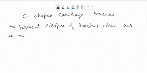 the-c-shape-of-the-tracheal-cartilages-is-important-because-85302