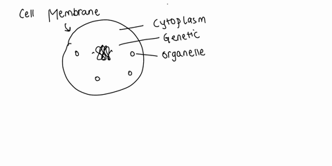 what-is-the-function-of-the-plasma-membrane-48625