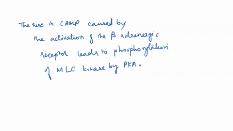 phosphorylation-of-myosin-light-chain-kinase-mlc-kinase-by-protein-kinase-a-pka-inhibits-mlc-kinase-41122