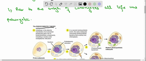 describe-how-the-eukaryotic-cell-gained-mitochondria-and-chloroplasts-page-46-24124