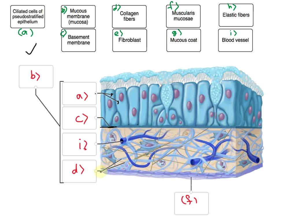 Solved Correctly Label The Following Parts Of A Mucus 54 OFF