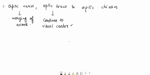 34-the-visual-pathway-i-can-you-distinguish-between-the-optic-nerve-optic-tract-and-optic-chiasmii-which-lobe-of-the-brain-is-responsible-for-visioniii-the-visual-field-consists-of-a-right-a-58428