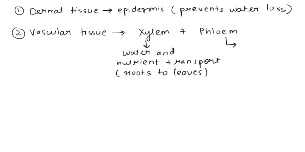SOLVED 1. What three types of tissue are observed in gymnosperms and