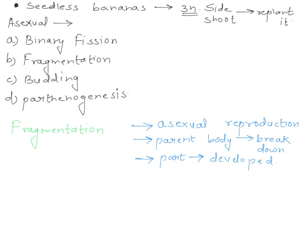 SOLVED: Since the seedless bananas are triploid (3n) and do not produce ...