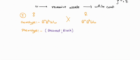 36-in-goats-a-beard-is-produced-by-an-autosomal-allele-that-is-dominant-in-males-and-recessive-in-females-weill-use-the-symbol-bb-for-the-beard-allele-and-bt-for-the-beardless-allele-another-40674