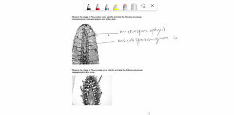 observe-the-image-of-pinus-pollen-cone-identify-and-iabel-the-following-structures-microsporophyll-microsporangium-and-pollen-grain-observe-the-image-of-pinus-ovulate-cone-identify-and-label-62658
