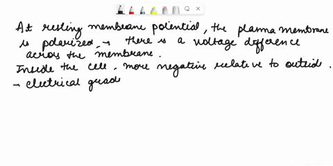 question-18-at-the-resting-membrane-potential-which-one-is-not-correct-sodium-and-potassium-ions-do-not-pass-through-the-plasma-membrane-more-sodium-ions-are-outside-the-cell-than-inside-mor-18566