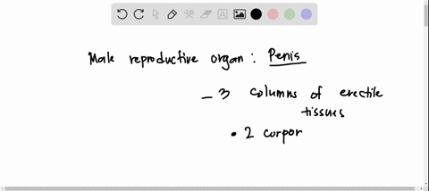 concerning-the-penisa-the-membranous-urethra-passes-through-the-corpora-cavernosab-the-glans-penis-is-formed-by-the-corpus-spongiosumc-the-penis-contains-four-columns-of-erectile-tissued-the-48652