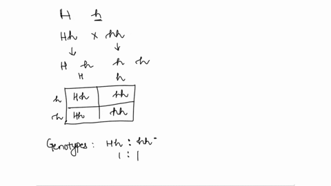 hornless-h-in-cattle-is-dominant-over-horned-h-heterozygous-hornless-bull-is-mated-with-a-horned-cow-_-complete-the-punnett-square-list-the-genotypes-of-the-offspring-list-the-phenotypes-of-94407